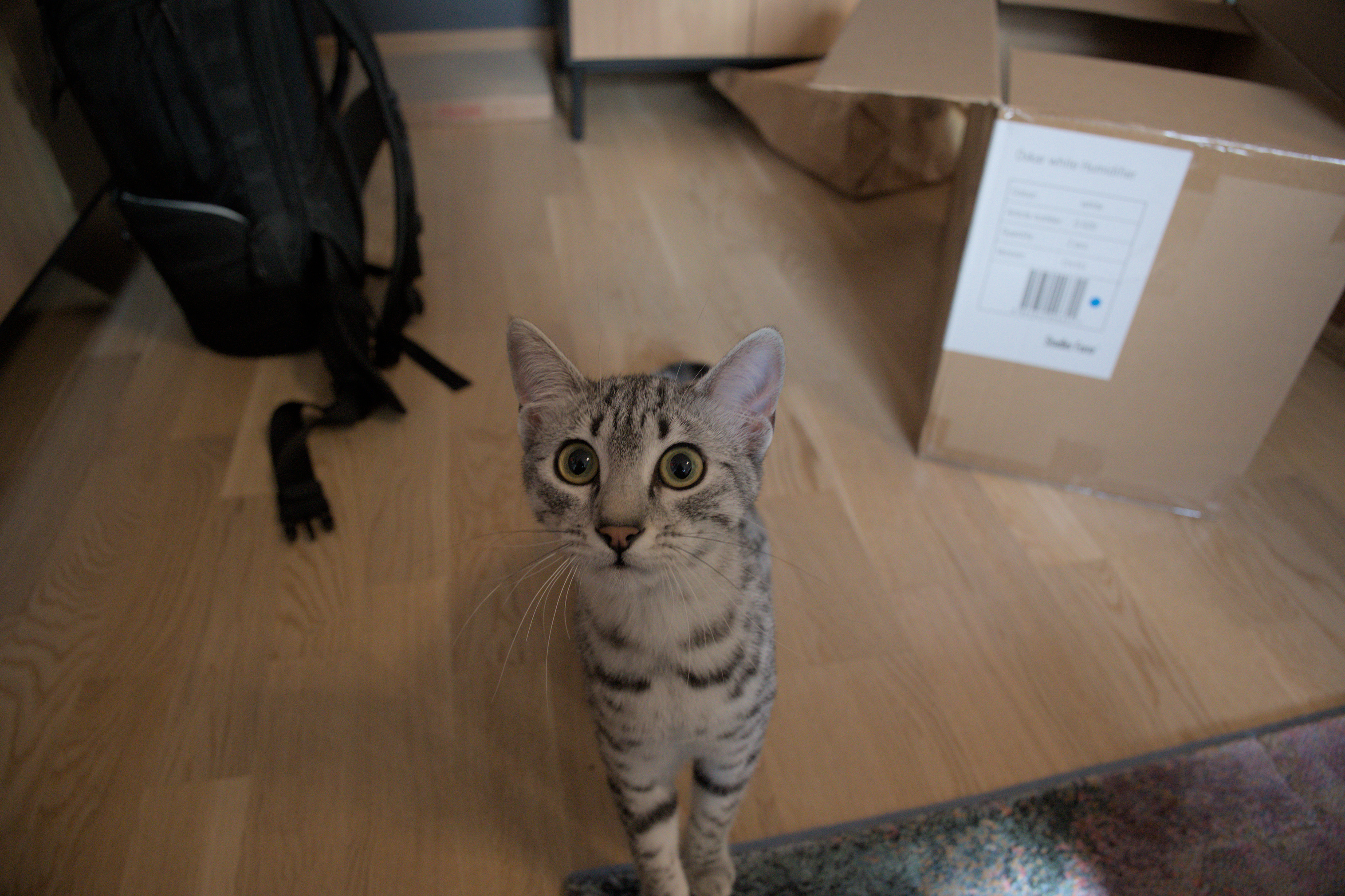 2025/10/12 - cats/DSC_0054.jpg